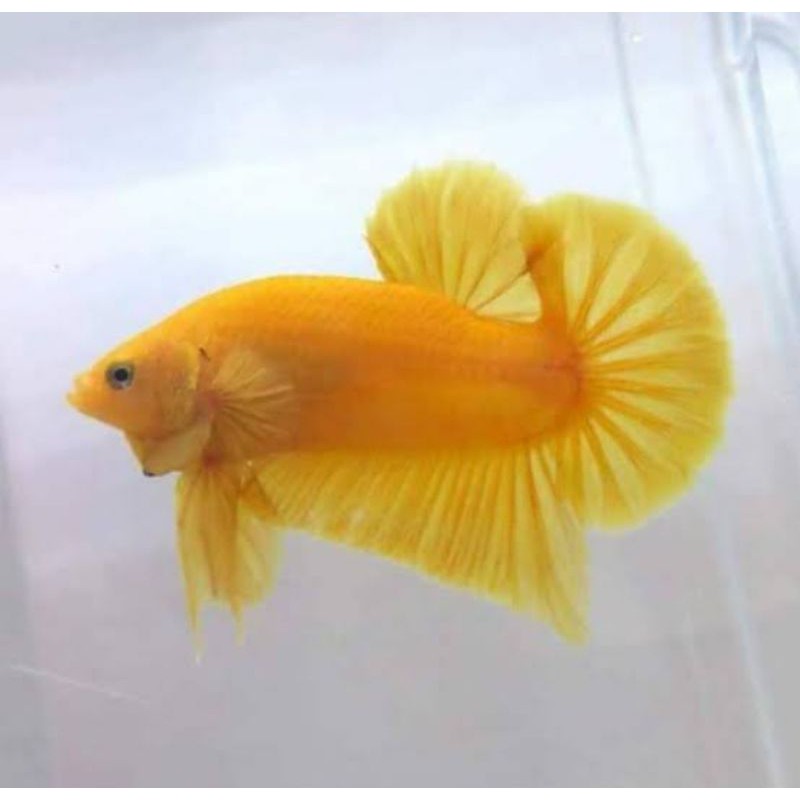 cupang plakat yellow banana jantan (Real pict)