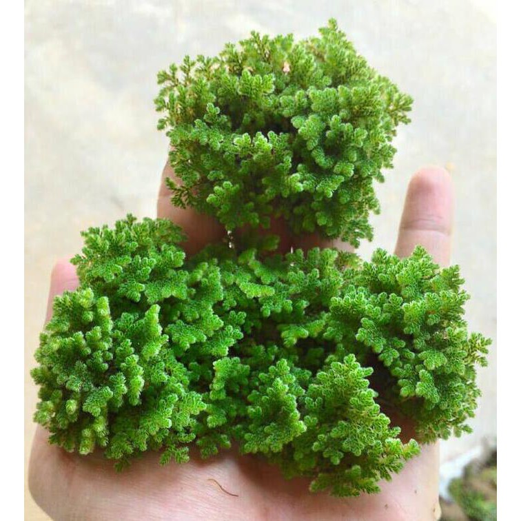 LJT Spora Azolla Microphylla Instant (Praktis) Murni 100%