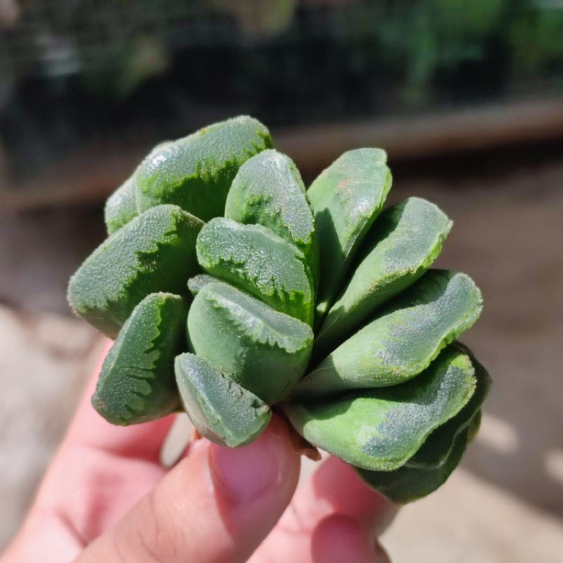 Haworthia truncata hybrid sukulen