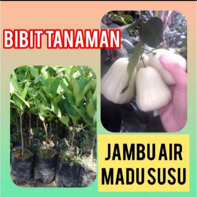 bibit jambu air madu susu