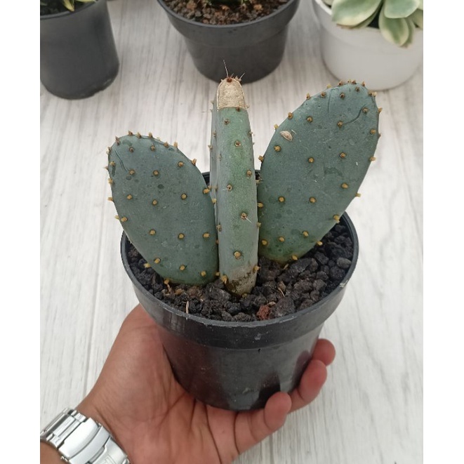 Kaktus Opuntia robusta cluster