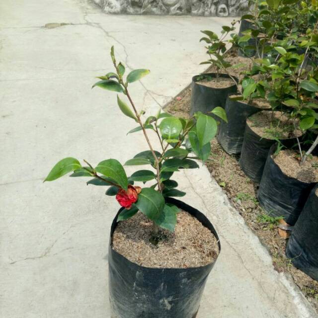 Bibit bunga camelia merah hasil cangkok