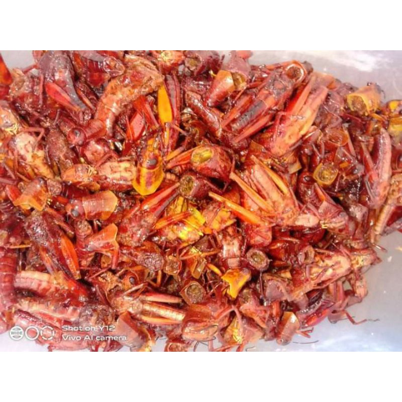 

belalang goreng||belalang crispy