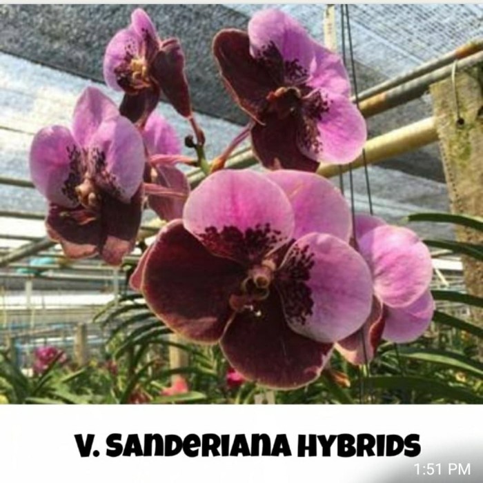 Anggrek Vanda Sanderiana Hybrid