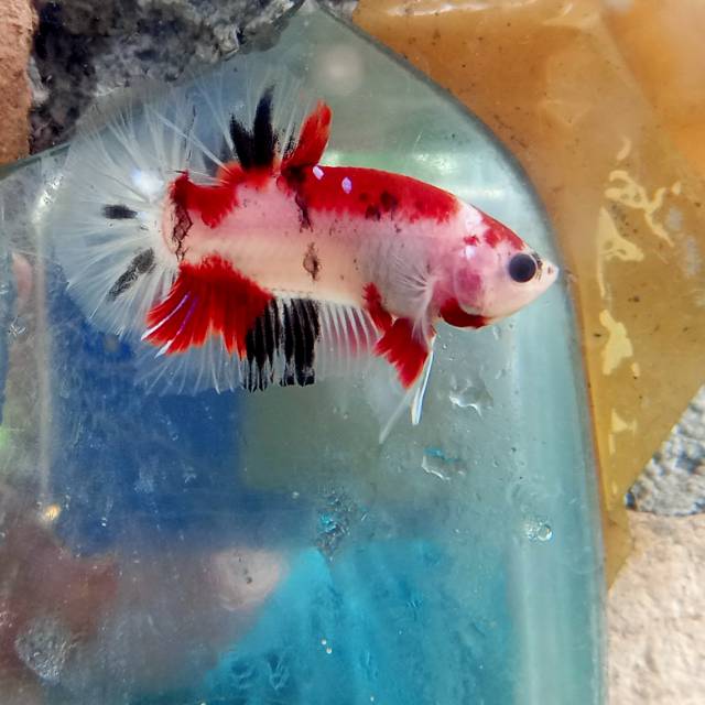 Cupang KOI