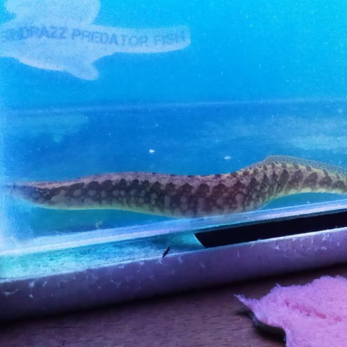 Ready Ikan Hias Predator Sili Batik