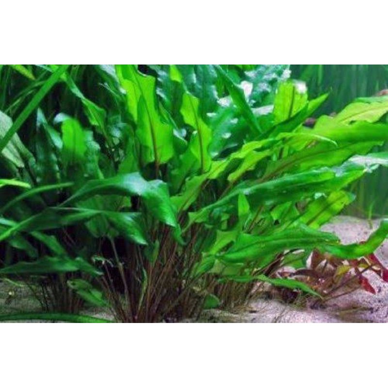 cryptocoryne green tanaman aquascape