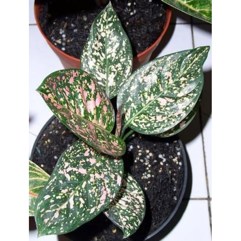 aglonema ruby ciangmay