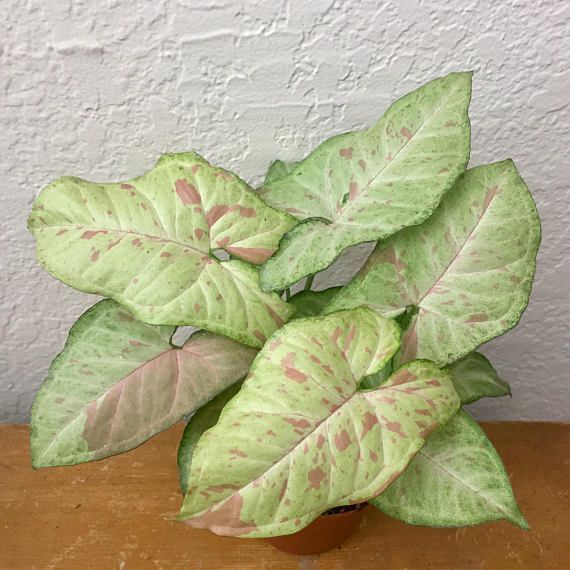 Syngonium Confetti Tricolor/ syngonium / singonium / syngonium pink / singonium pink / singonium pin