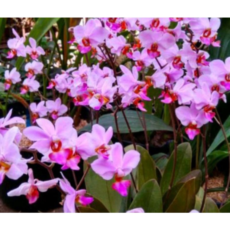 anggrek doritis spike