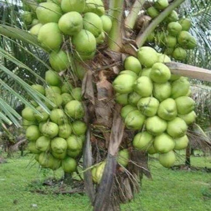 

kelapa genjah super