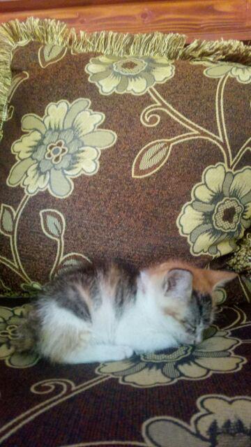 Selang Pe 7 Mm - 1 Meter Irigasi Fertigasi Hidroponik Drip Sistem