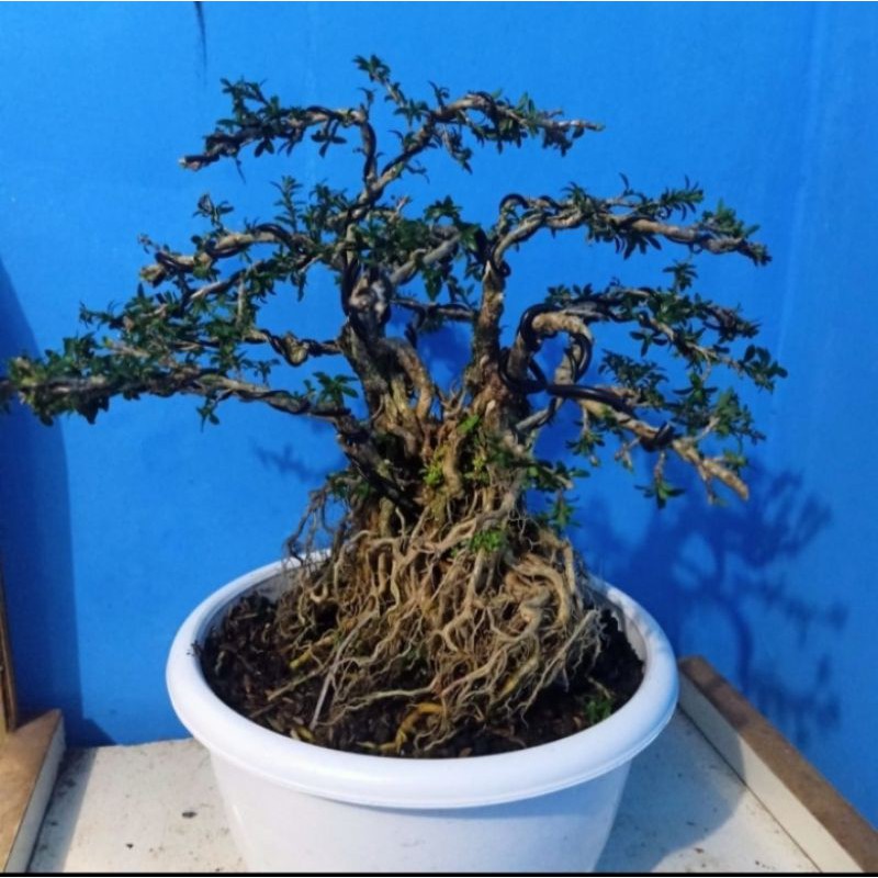 bonsai name seribu bintang micro - bonsai seribu
