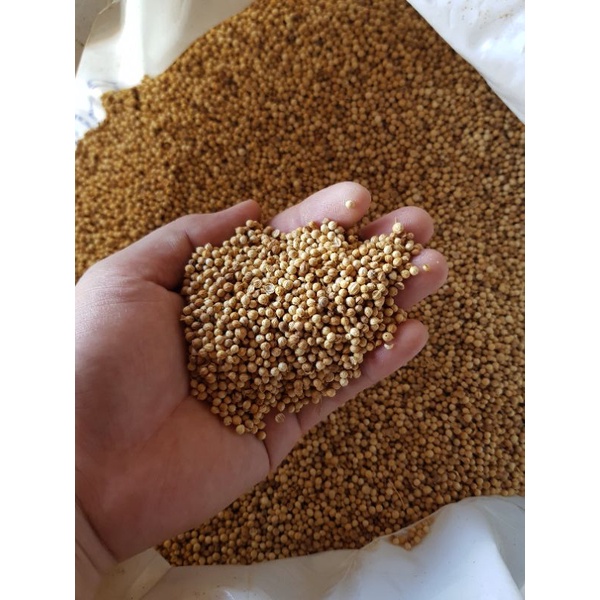 

KETUMBAR ASLI ISI 100 GRAM / BIJI KETUMBAR ASLI / BUMBU MASAK