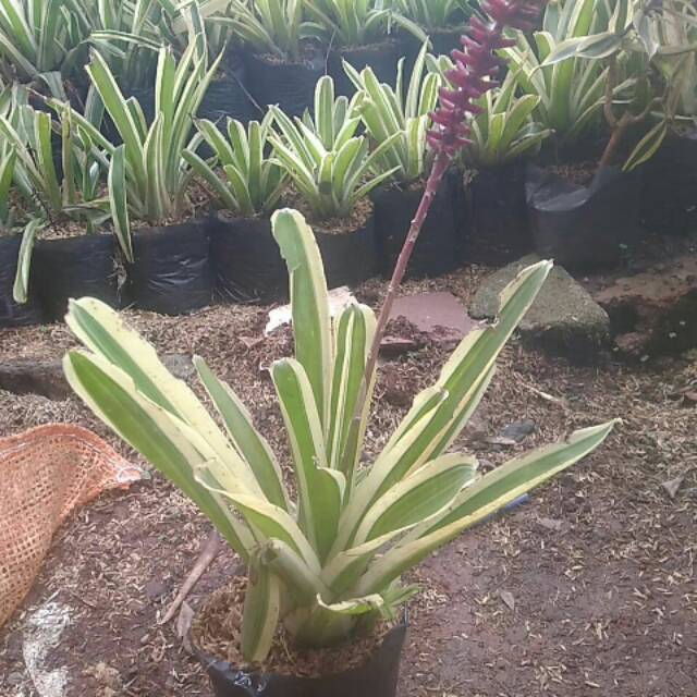 

Bromel jagung