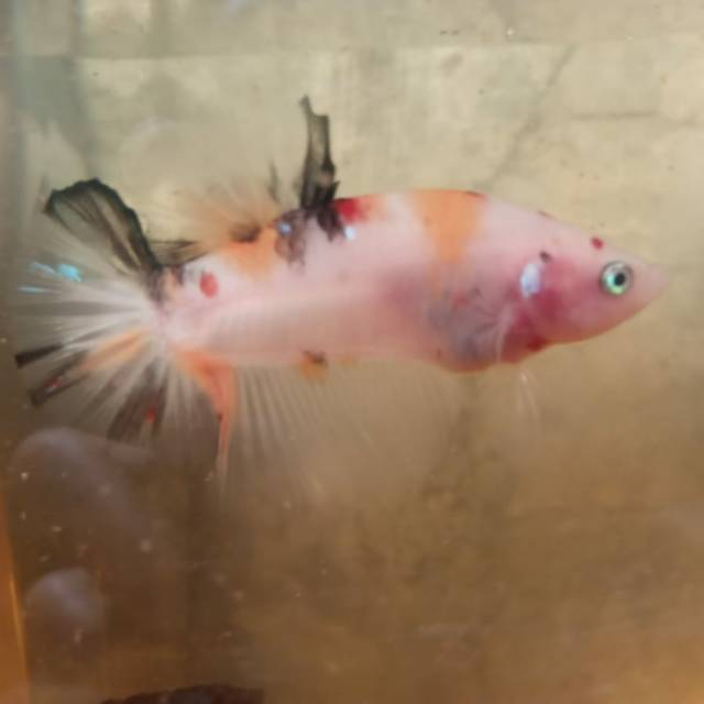 Cupang koi nemo galaxy