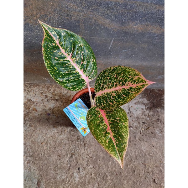 Aglonema SHINTA - Foto Asli