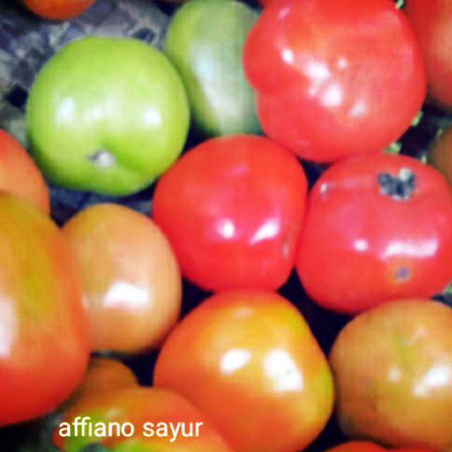 

tomat segar