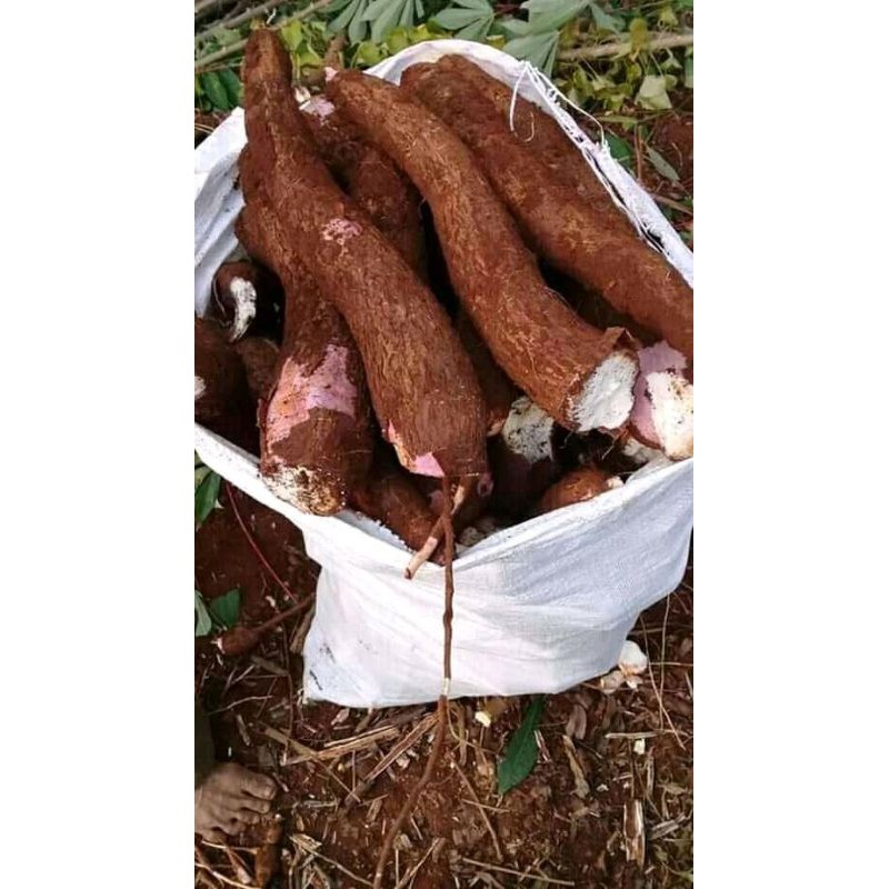 Singkong Apuy/manggu fresh