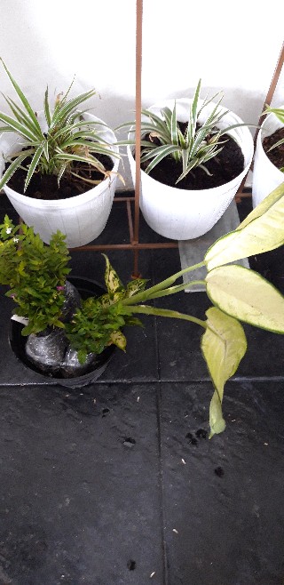 Pohon Hias Taiwan Beauti