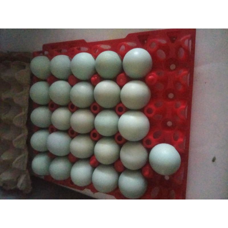 

TELOR ASIN CEU PUPUT