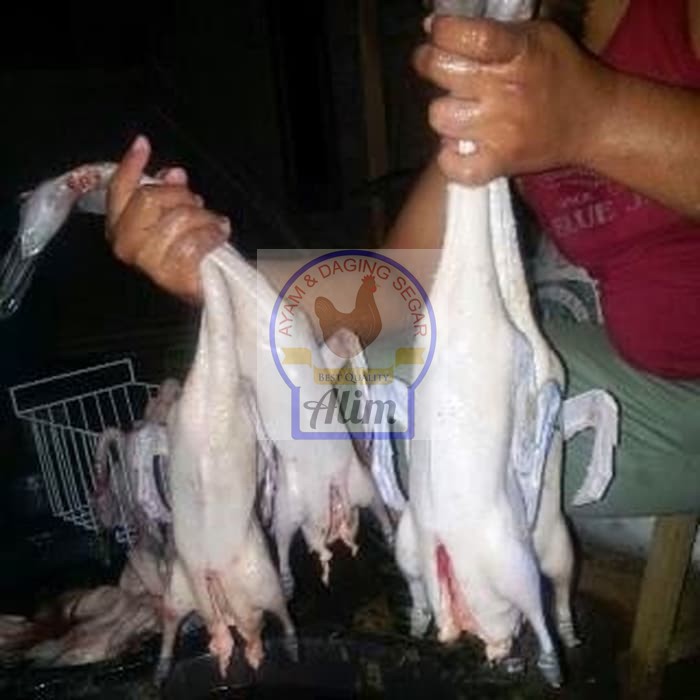 

Bebek Lokal Uk.1kg - Fresh Duck Meat 1 Kg