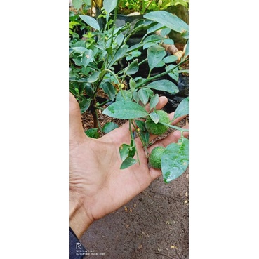 bibit jeruk limau Berbuah
