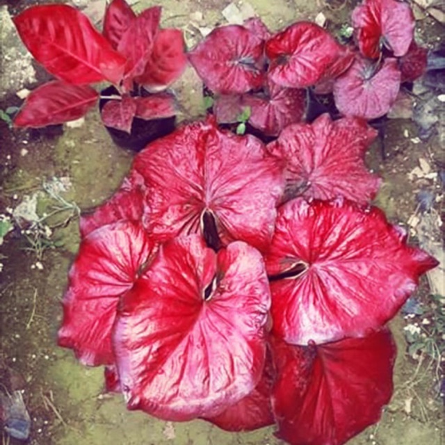 Bibitan Kecil Caladium Red Stardust Keladi Hias Red Stardust Shopee Indonesia