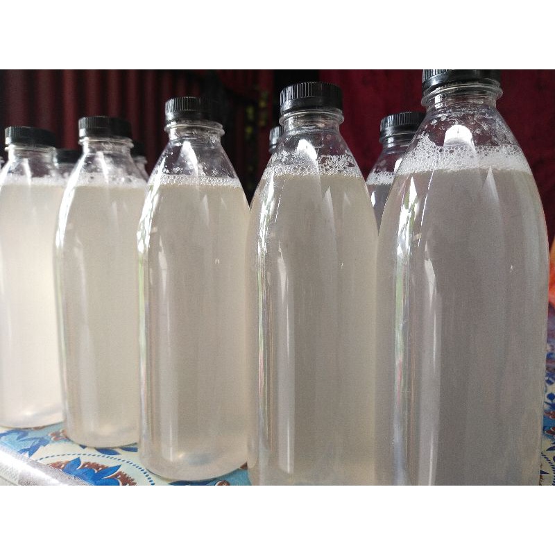 Biang sarang Walet ASLI, Pemikat Koloni Burung Walet + Merangzang Walet Cepat Bersarang