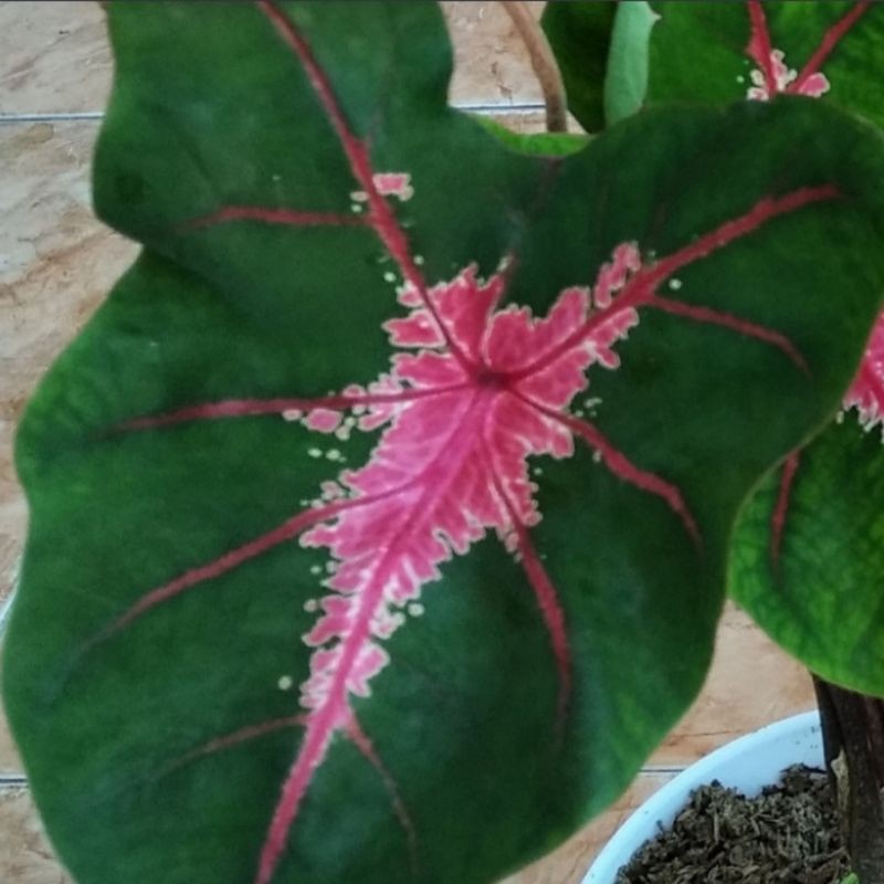 tanaman hias keladi caladium jantung hati
