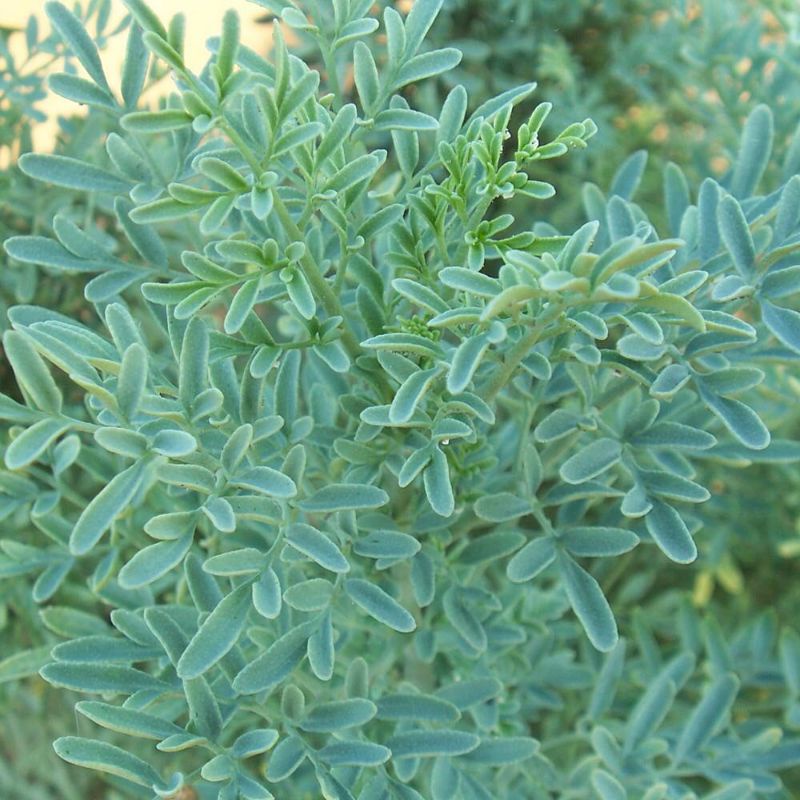 Tanaman Obat Herbal Inggu