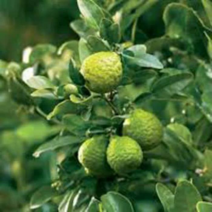 Bibit Jeruk Purut Asli / Pohon Jeruk Purut - Tanaman Jeruk Purut - Bibit Jeruk Purut Untuk Masak