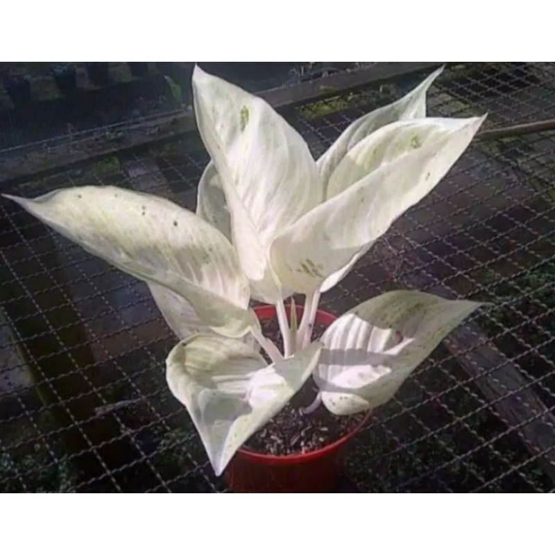 PROMO  bonggol bibit aglonema legacy salju murah