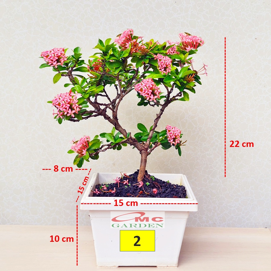 Tanaman Hias Bonsai Bonsae Mame Soka Mini Asoka Jepang Ixora Pink Jambon B-SMP-005