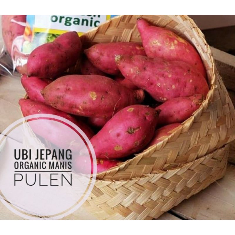 

UBI JEPANG KUALITAS EXPORT