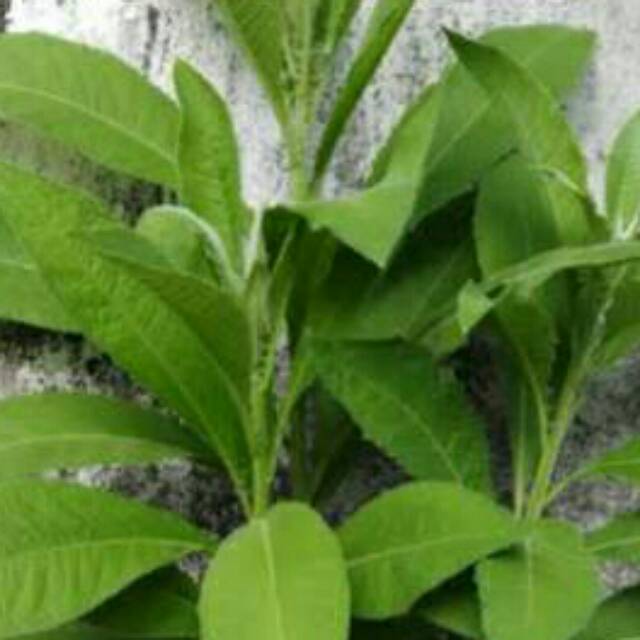 

Daun sembung segar 500 gr petik langsung