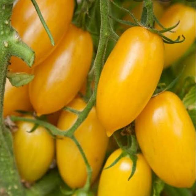 

TOMAT CHERRY - Tanpa semprot pengawet