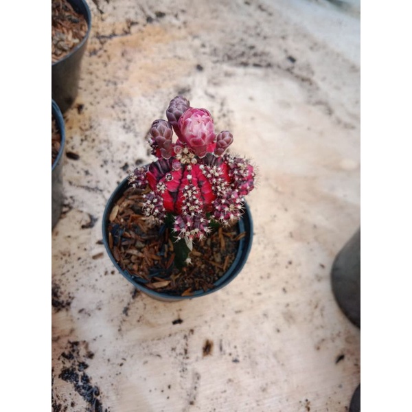Kaktus Gymno Blackpink Grafting