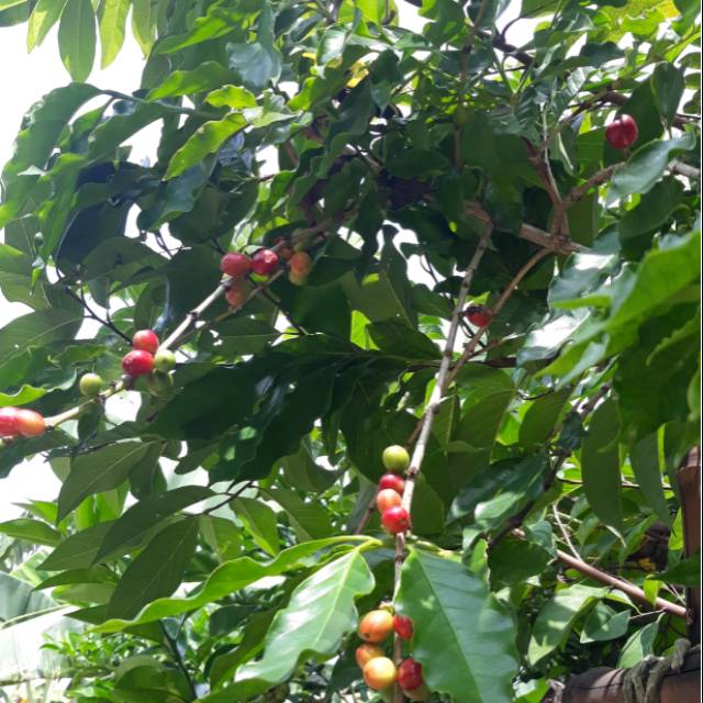 

Daun kopi segar 10 lembar