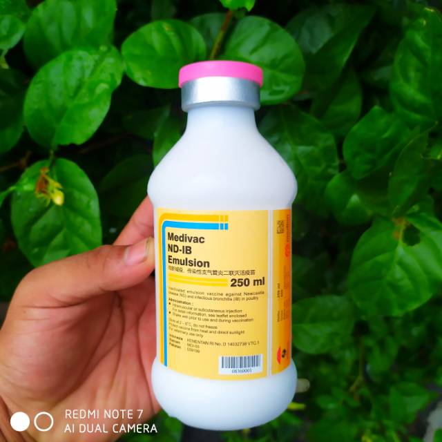 Vaksin Nd Ib Emulsion Dosis 250 Ml Meningkatkan Imun Dan Kekebalan Tubuh Pada Ayam Petelur Pedaging Indonesia