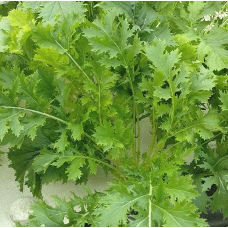 

Mizuna/Japanese Lettuce cutting 100gr