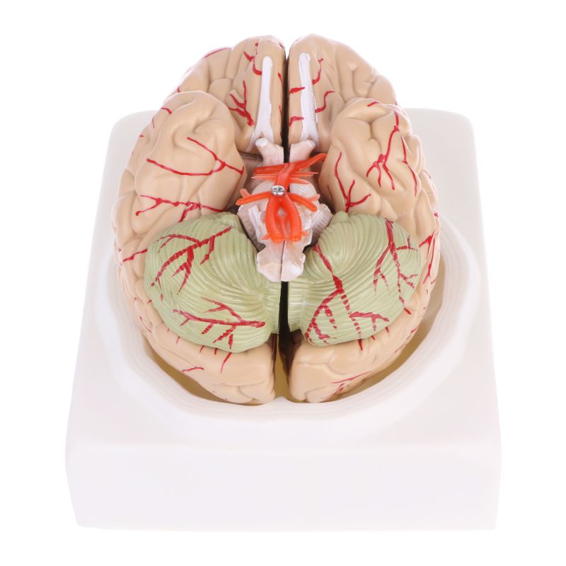 Mary Disassembled Anatomi Model Otak Manusia Anatomi Alat Mengajar Medis