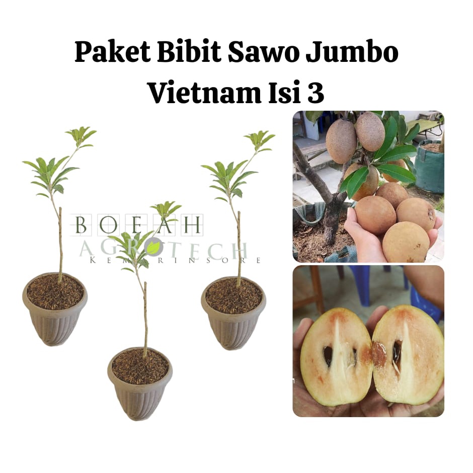 Paket Hemat Bibit Sawo Jumbo Vietnam Isi 3 Bonus Bibit Strawberry+Polibag