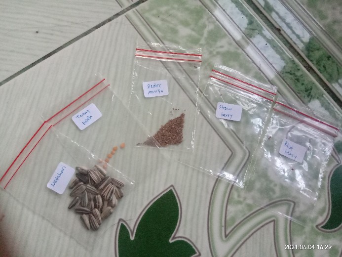 Benih Bunga Matahari Biji Tanaman Hias Bibit Bunga Sunflower Seeds Segar Siap Semai Untuk Hiasan Tam