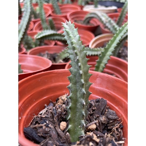 Jual Huernia Zebina Variegata Shopee Indonesia