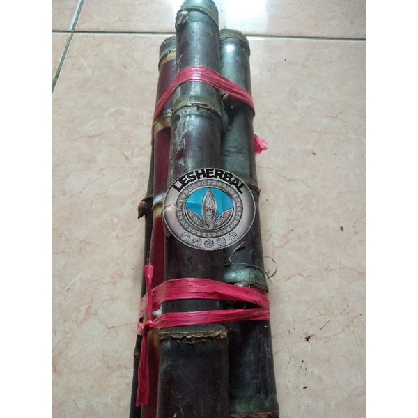 bibit tebu hitam original segar 500gram