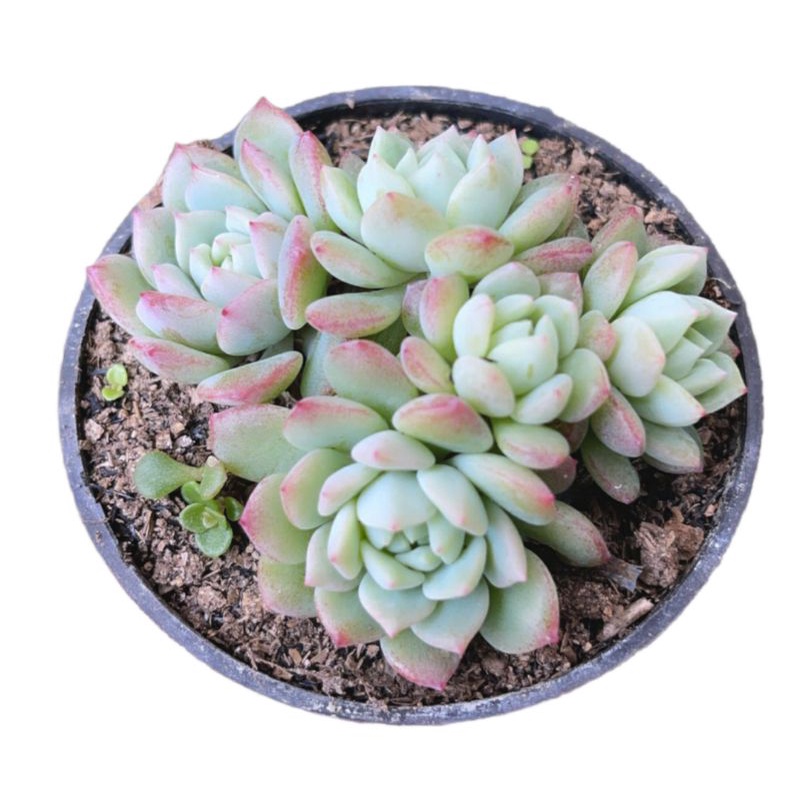 Sukulen Echeveria Prolifica Perform Import Pink