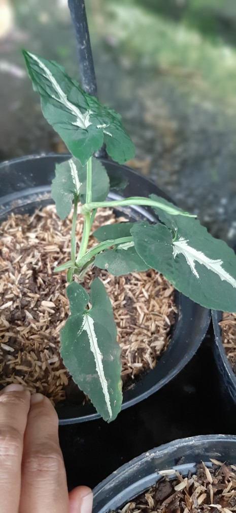 Keladi Joker / Keladi Hias Murah