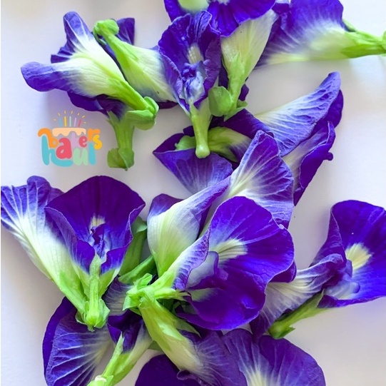 

Bunga Telang Kering / Kembang Telang Kering / Butterfly Pea Flower / Hiasan Kue Bunga Kering