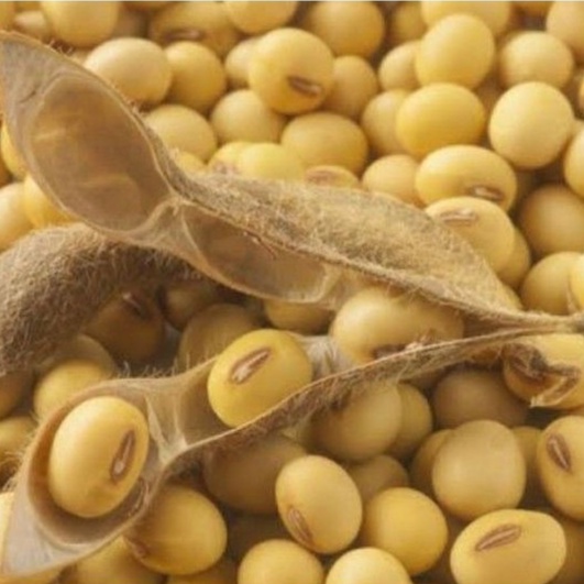 

Kedelai 1kg/ Biji Kedelai Super/ Kedelai Kering / Dele